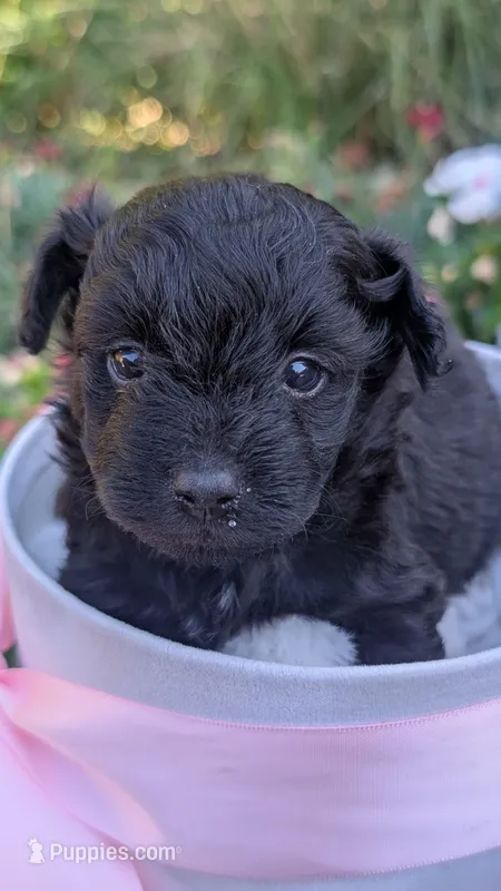 Onyx  – Pomapoo puppy for sale in Sacramento, CA