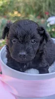 Onyx , a male Pomapoo for sale in Sacramento, CA – 1 of 1