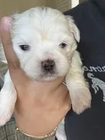 Orange, a male Shih Tzu for sale in Monroe, GA – 1 of 5