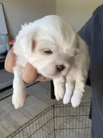 Red, a male Shih Tzu for sale in Monroe, GA – 1 of 6