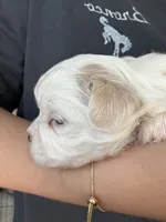 Orange, a male Shih Tzu for sale in Monroe, GA – 5 of 5