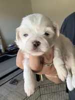 Red, a male Shih Tzu for sale in Monroe, GA – 4 of 6