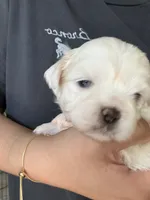 Orange, a male Shih Tzu for sale in Monroe, GA – 4 of 5