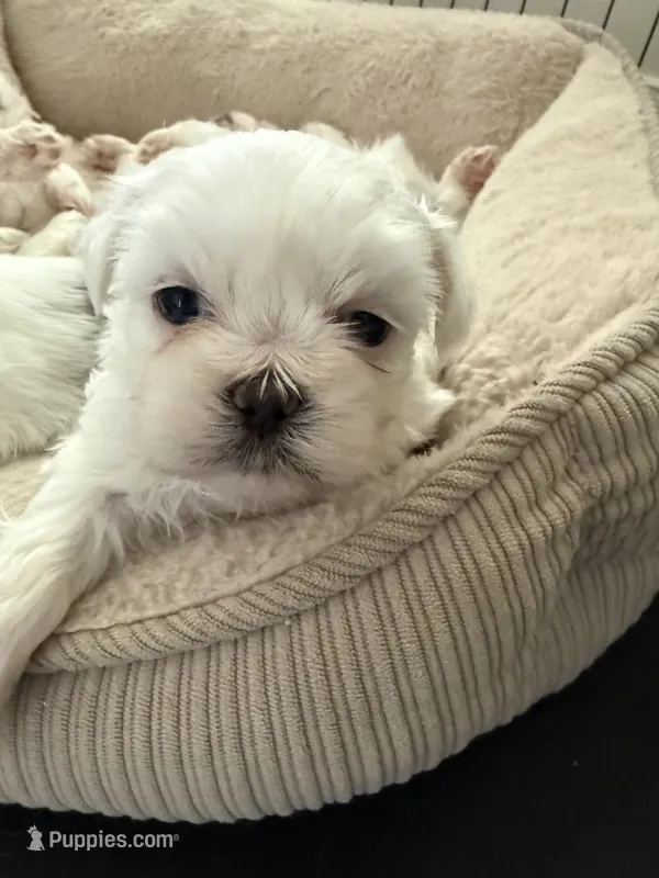 Blue – Shih Tzu puppy for sale in Monroe, GA