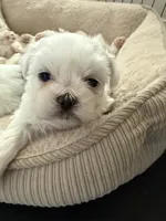 Blue, a male Shih Tzu for sale in Monroe, GA – 1 of 6
