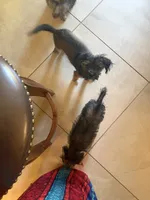 Lester, a male Yorkshire Terrier and Shorkie for sale in Hastings, NE – 10 of 10