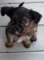 Red, a female Shorkie for sale in Hastings, NE – 1 of 7