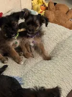 Lester, a male Shorkie for sale in Hastings, NE – 3 of 7