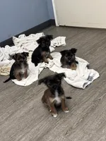 Lester, a male Shorkie for sale in Hastings, NE – 4 of 7
