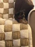 Red, a female Shorkie for sale in Hastings, NE – 6 of 7