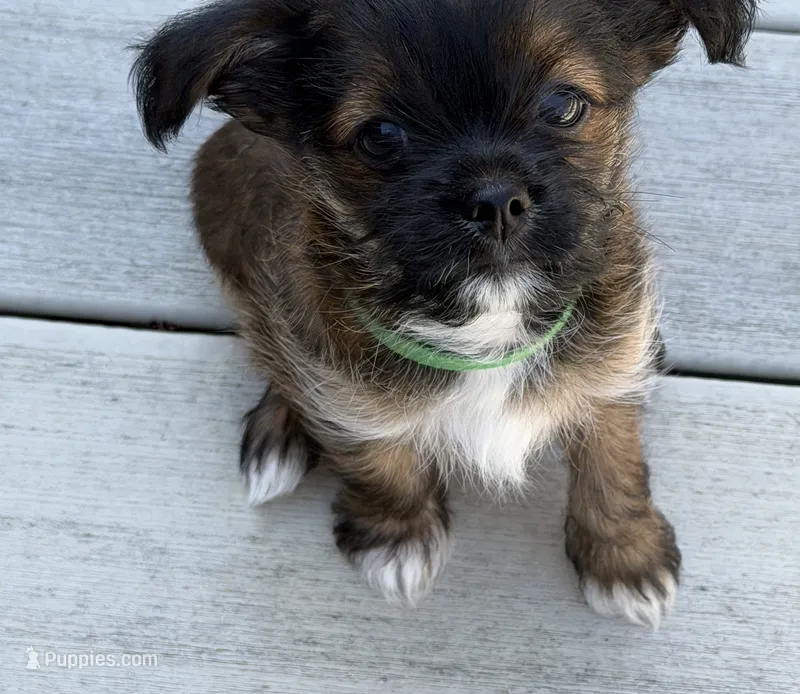 Lester – Shorkie puppy for sale in Hastings, NE