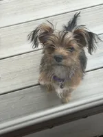 Dottie, a female Yorkshire Terrier for sale in Hastings, NE – 2 of 3