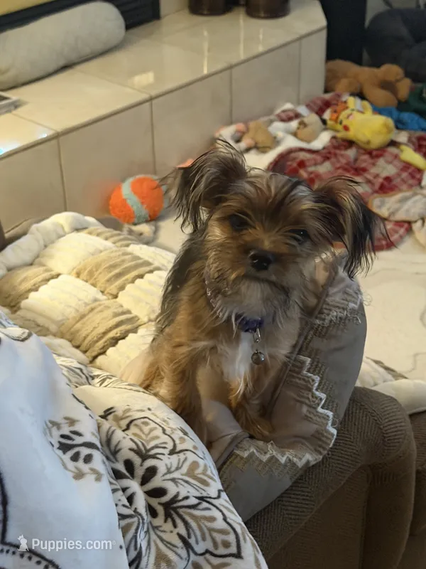 Dottie – Yorkshire Terrier puppy for sale in Hastings, NE