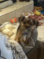 Dottie, a female Yorkshire Terrier for sale in Hastings, NE – 1 of 3