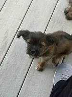 Lester, a male Shorkie for sale in Hastings, NE – 6 of 7