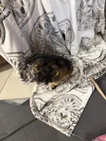 Lester, a male Shorkie for sale in Hastings, NE – 7 of 7