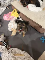 Red, a female Shorkie for sale in Hastings, NE – 4 of 7
