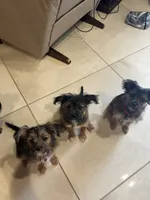 Lester, a male Shorkie for sale in Hastings, NE – 2 of 7