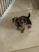 Dottie, a female Yorkshire Terrier for sale in Hastings, NE – 3 of 3