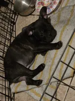 Olive, a female French Bulldog for sale in Lehigh Acres, FL – 3 of 4