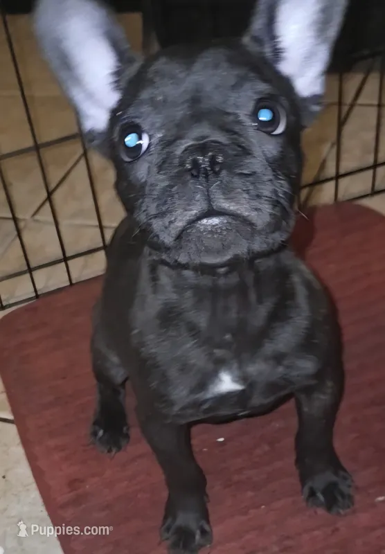 Olive – French Bulldog puppy for sale in Lehigh Acres, FL