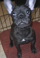 Olive, a female French Bulldog for sale in Lehigh Acres, FL – 1 of 4