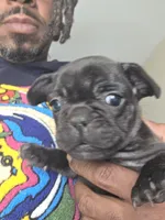 Olive, a female French Bulldog for sale in Lehigh Acres, FL – 4 of 4