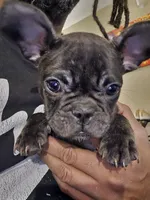 Olive, a female French Bulldog for sale in Lehigh Acres, FL – 2 of 4