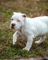 processed/58616606-9f1e-48b9-9b3e-ed6762f53c78/listing/2abf966c-fe67-4af3-b57b-a3c6a60692d2/8379f859-ea5b-4922-bc36-993a0bd34547