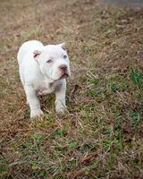 processed/58616606-9f1e-48b9-9b3e-ed6762f53c78/listing/2abf966c-fe67-4af3-b57b-a3c6a60692d2/c9a1a732-1635-4f2d-b49e-081ee070e261