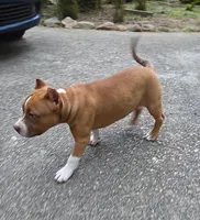 Foxy, a female American Bully for sale in Douglasville, GA – Photo 2 of 4