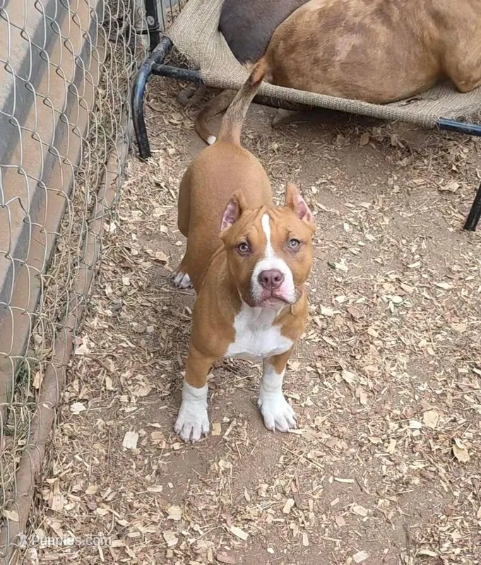 Foxy – American Bully puppy for sale in Douglasville, GA