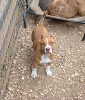 Foxy, a female American Bully for sale in Douglasville, GA – Photo 1 of 4