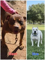 Foxy, a female American Bully for sale in Douglasville, GA – Photo 3 of 4