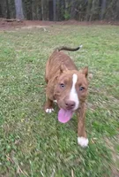 Kisses, a female American Bully for sale in Douglasville, GA – Photo 2 of 5
