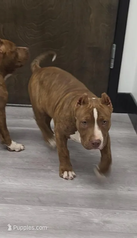 Kisses – American Bully puppy for sale in Douglasville, GA