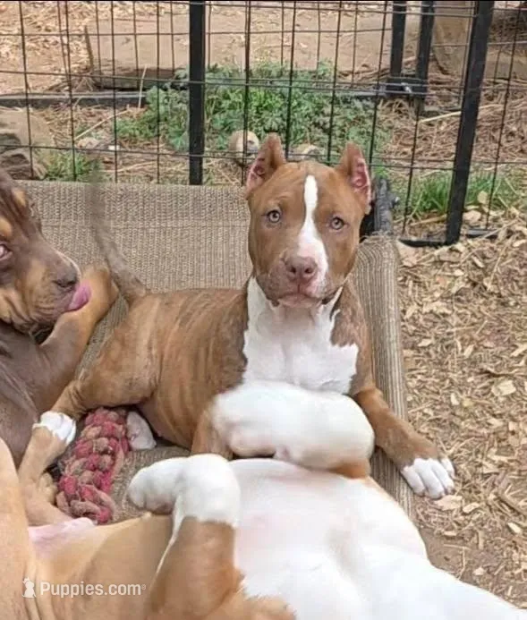 Kisses – American Bully puppy for sale in Douglasville, GA