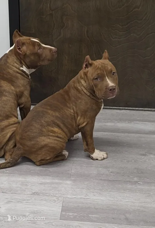 Coco – American Bully puppy for sale in Douglasville, GA