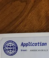 Coco, a female American Bully for sale in Douglasville, GA – Photo 5 of 5