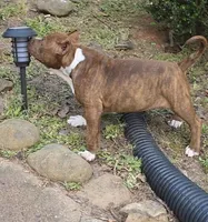 Coco, a female American Bully for sale in Douglasville, GA – Photo 3 of 5