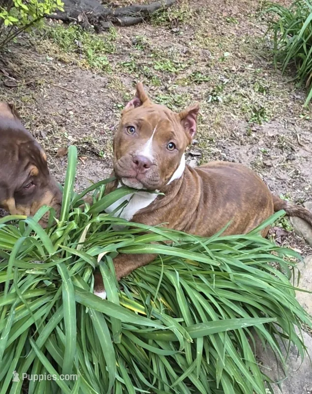 Coco, a female American Bully for sale in Douglasville, GA – Photo 1 of 5