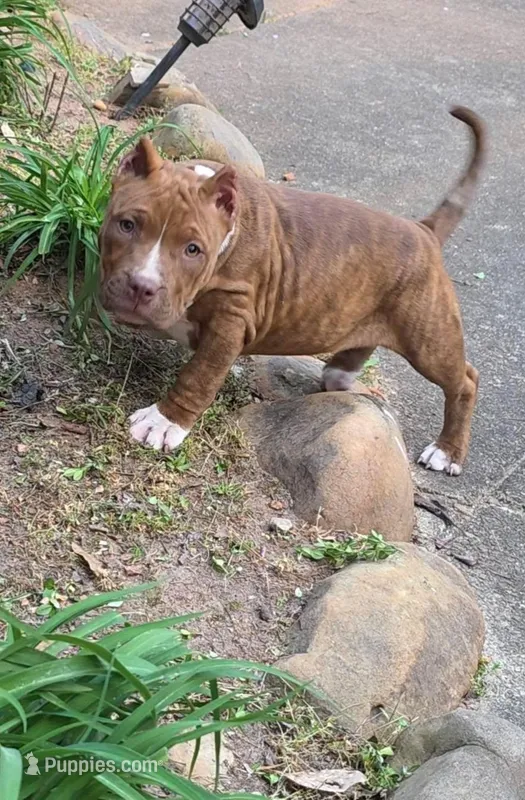 Coco – American Bully puppy for sale in Douglasville, GA