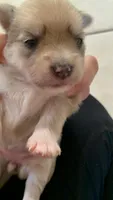 Yoranians, a  Pomeranian and Yorkshire Terrier for sale in Morgan Hill, CA – 3 of 8