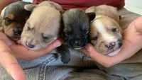 Yoranians, a  Pomeranian and Yorkshire Terrier for sale in Morgan Hill, CA – 2 of 8