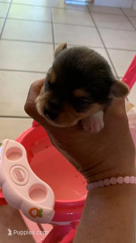 Yoranians – Pomeranian, Yorkshire Terrier puppy for sale in Morgan Hill, CA