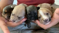 Yoranians, a  Pomeranian and Yorkshire Terrier for sale in Morgan Hill, CA – 7 of 8