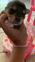 Yoranians, a  Pomeranian and Yorkshire Terrier for sale in Morgan Hill, CA – 4 of 8
