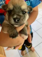 Yoranians, a  Pomeranian and Yorkshire Terrier for sale in Morgan Hill, CA – 6 of 8
