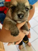 Yoranians, a  Pomeranian and Yorkshire Terrier for sale in Morgan Hill, CA – 5 of 8