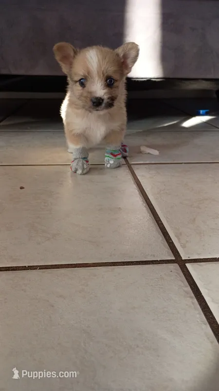 Yoranians – Pomeranian, Yorkshire Terrier puppy for sale in Morgan Hill, CA